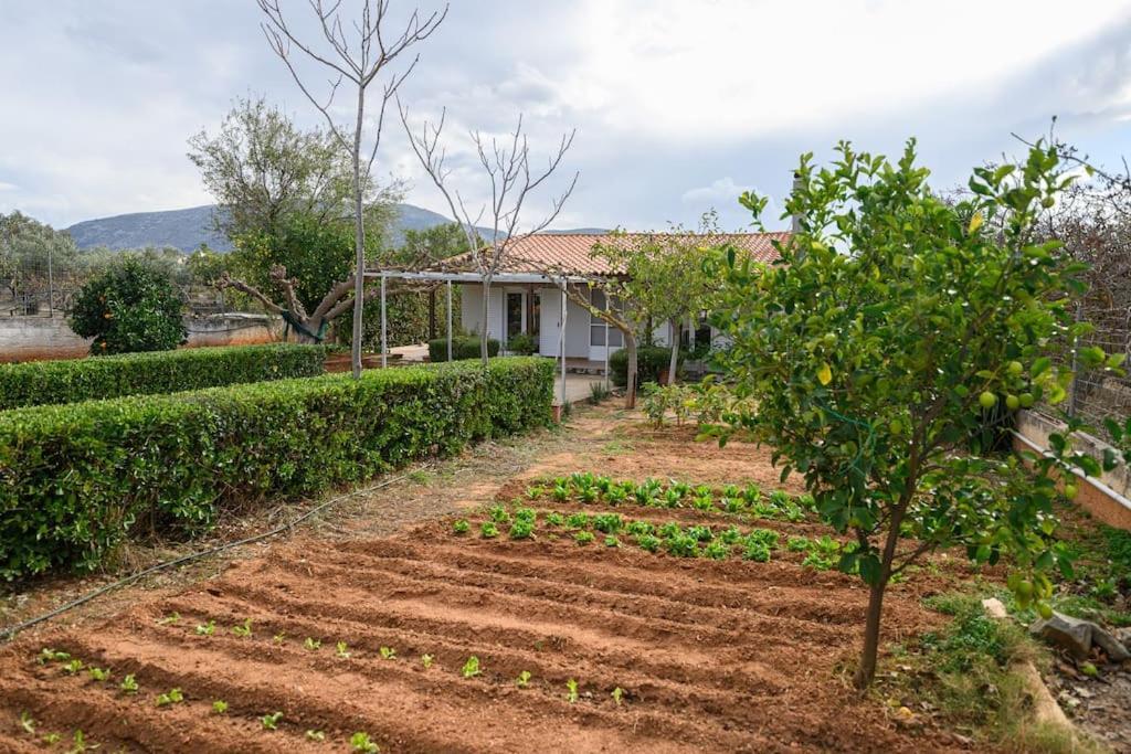 Farmbill Villa Markopoulo Mesogaias ภายนอก รูปภาพ